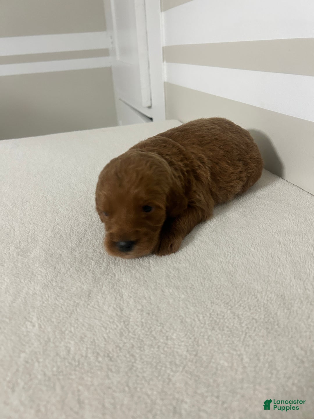 Mini Goldendoodle dogs for sale: Ceasar - Ad 3