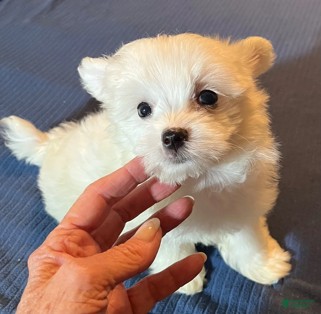 Maltese dogs for sale: Maltese 2 - Ad 4
