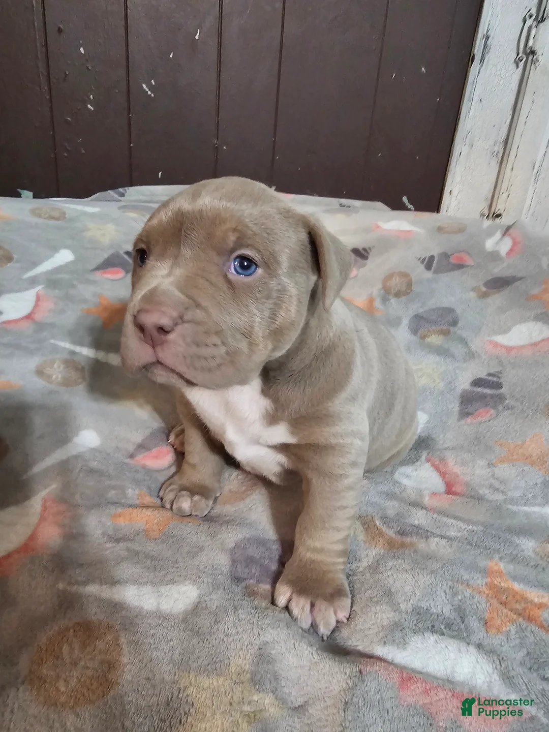 American Bully dogs for sale: Lilac and White Girl - Ad 5