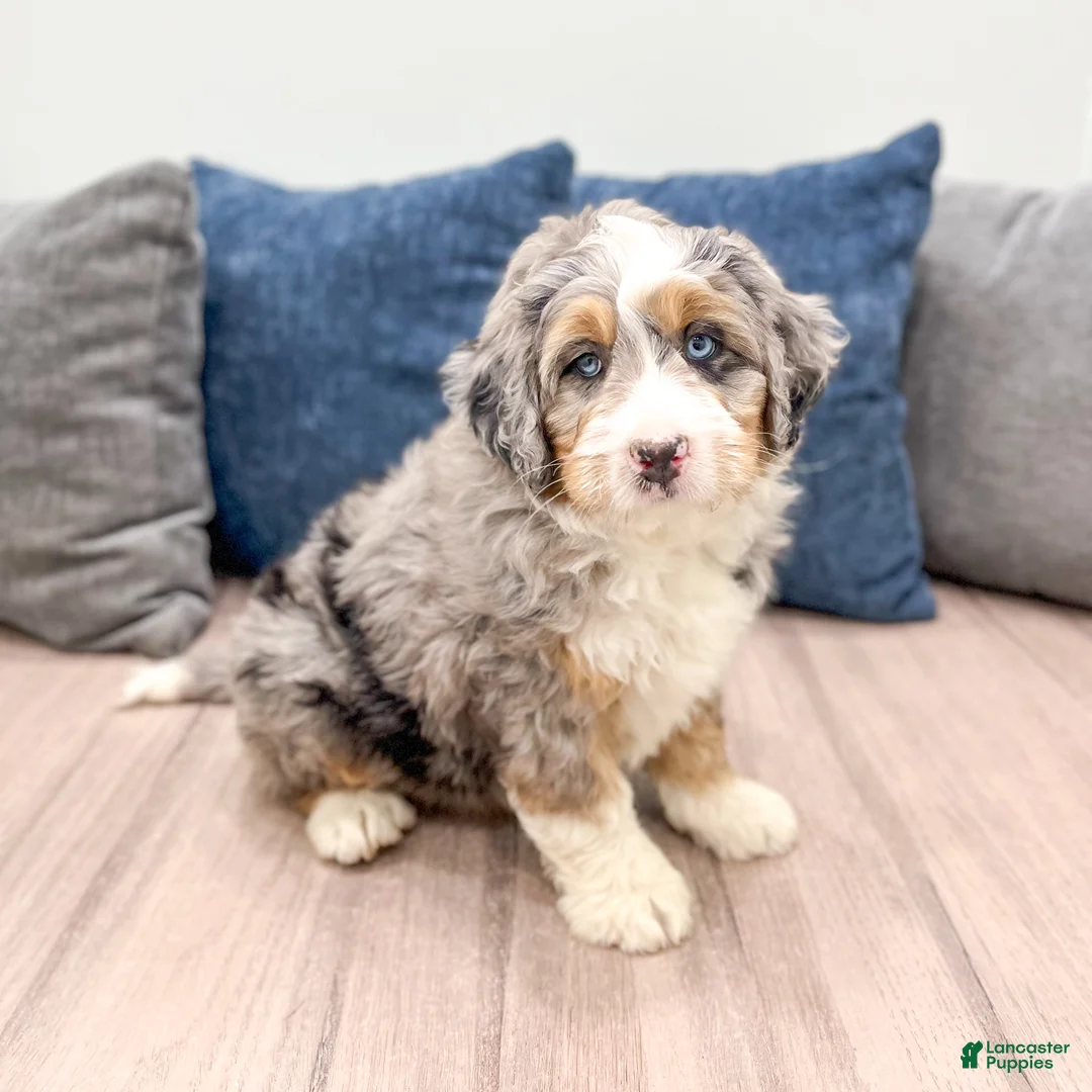 Mini Bernedoodle dogs for sale: Max - Blue Eyes - Ad 2