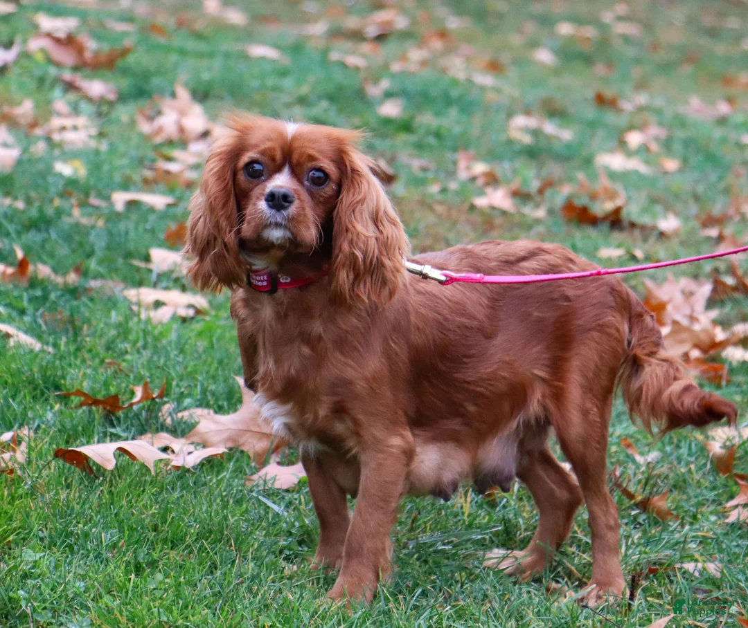 Cavapoo dogs for sale: Champ - Ad 6