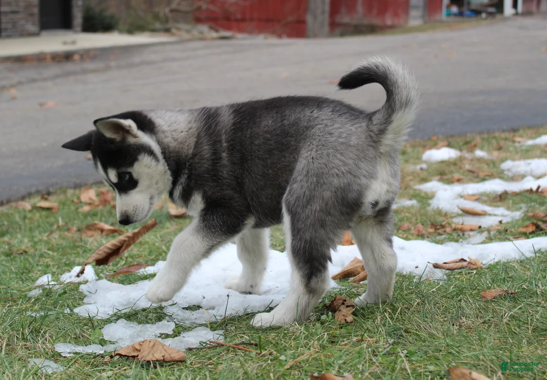 Siberian Husky dogs for sale: River - Ad 2