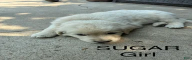 Sugar
