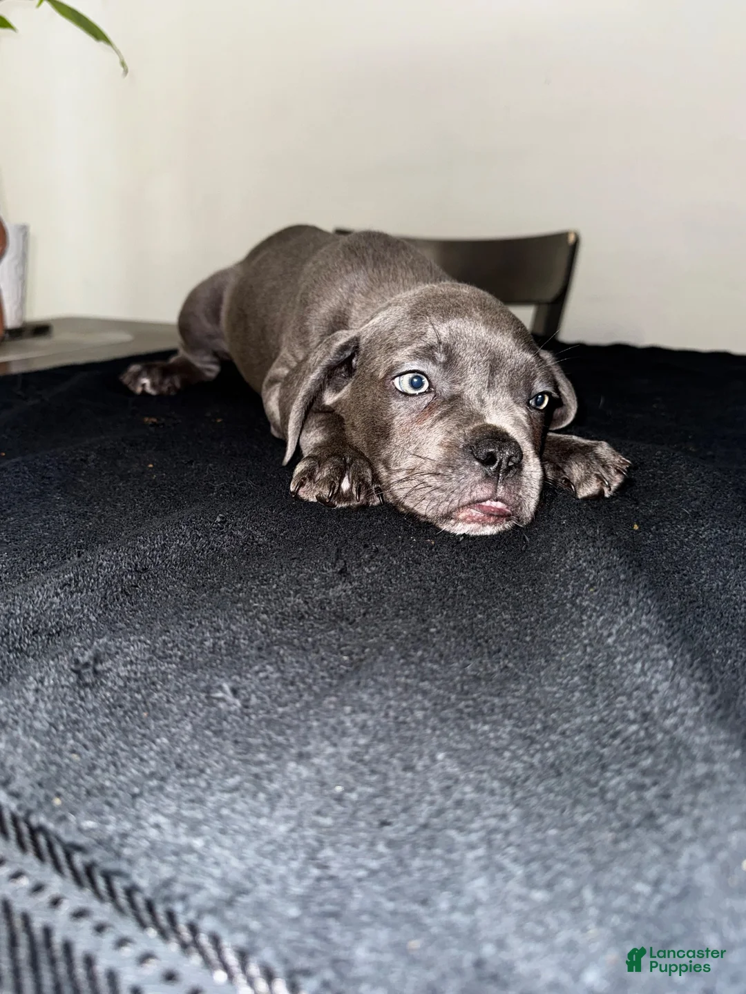 Mixed Breed dogs for sale: Grey 1 - Ad 2