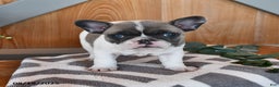 French Bulldog dogs for sale: Timber - Ad 14