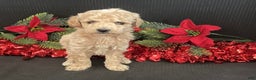 Mini Goldendoodle dogs for sale: Windy - Ad 3