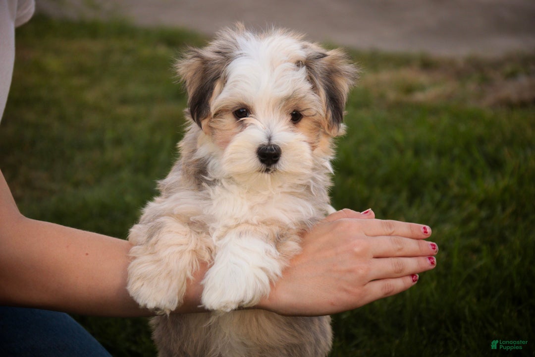 Havanese dogs Webster Havanese  - Ad 1