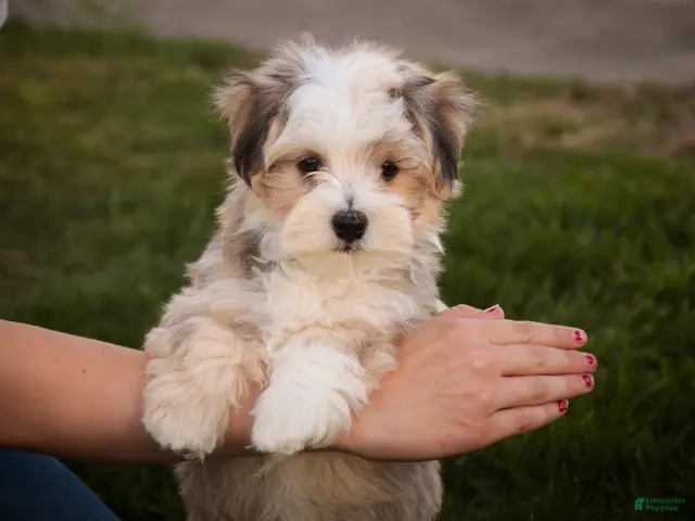 Havanese dogs for sale: Webster Havanese - Ad 1