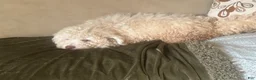 Mini Aussiedoodle dogs for sale: Mini Aussiedoodle 1 - Ad 4