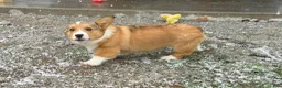 Welsh Corgi Pembroke dogs for sale: Kaitlynn  - Ad 4