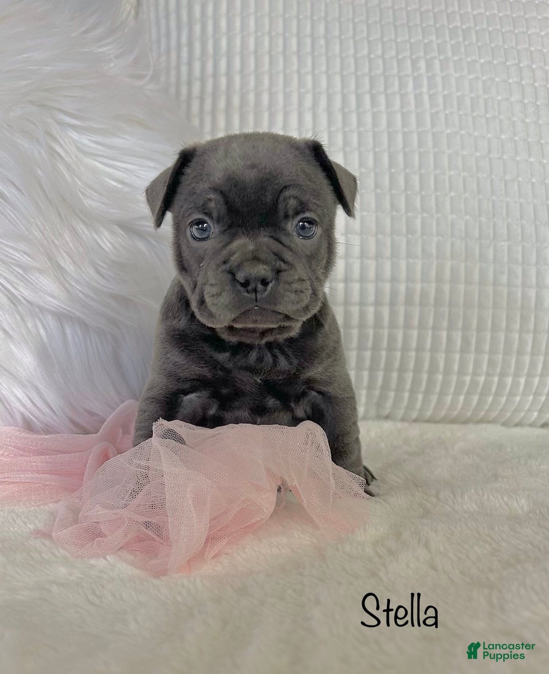 Mixed Breed dogs for sale: Stella - Ad 10