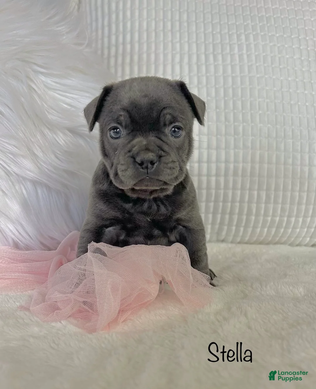 Mixed Breed dogs for sale: Stella - Ad 10