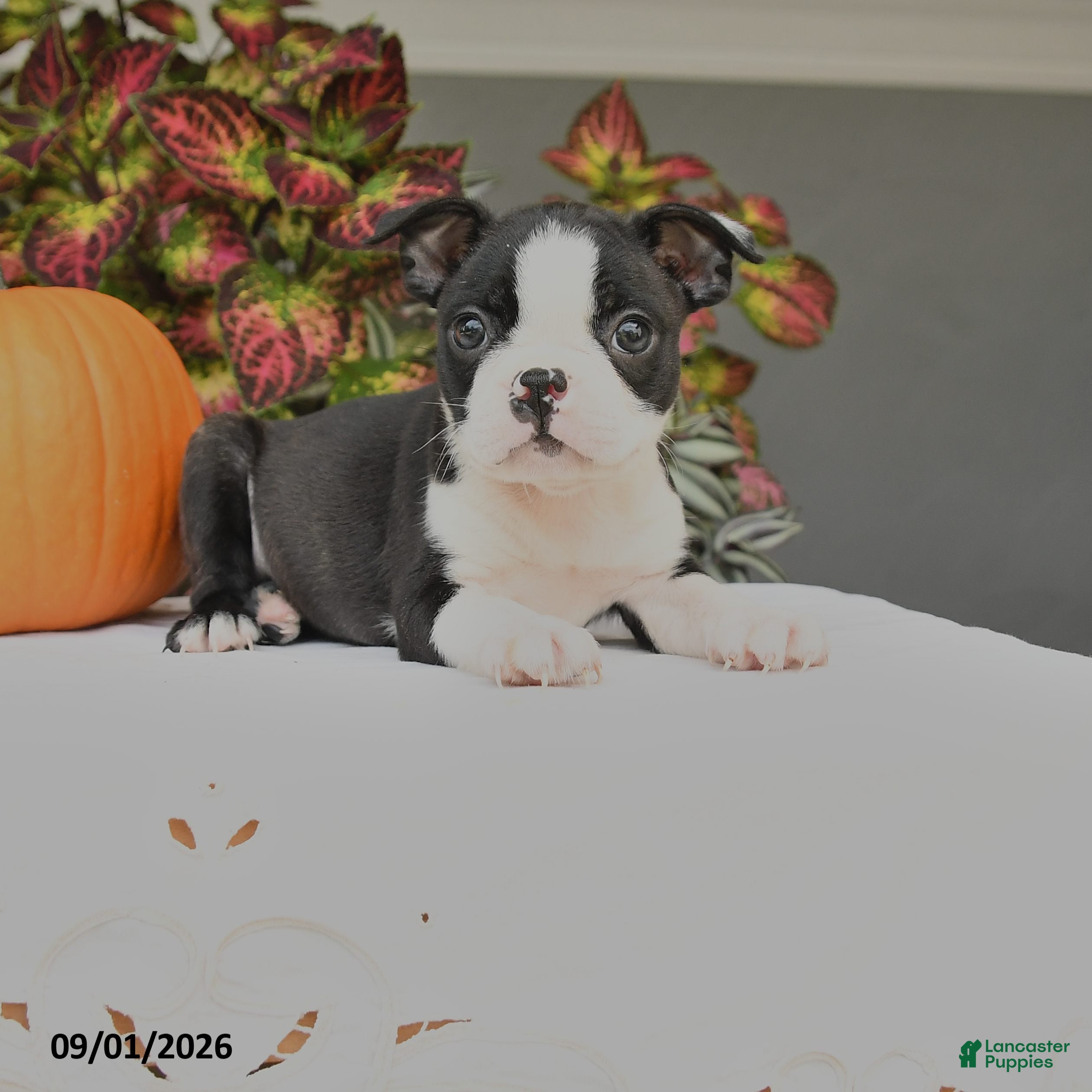 Boston Terrier dogs Jewel - Ad 1