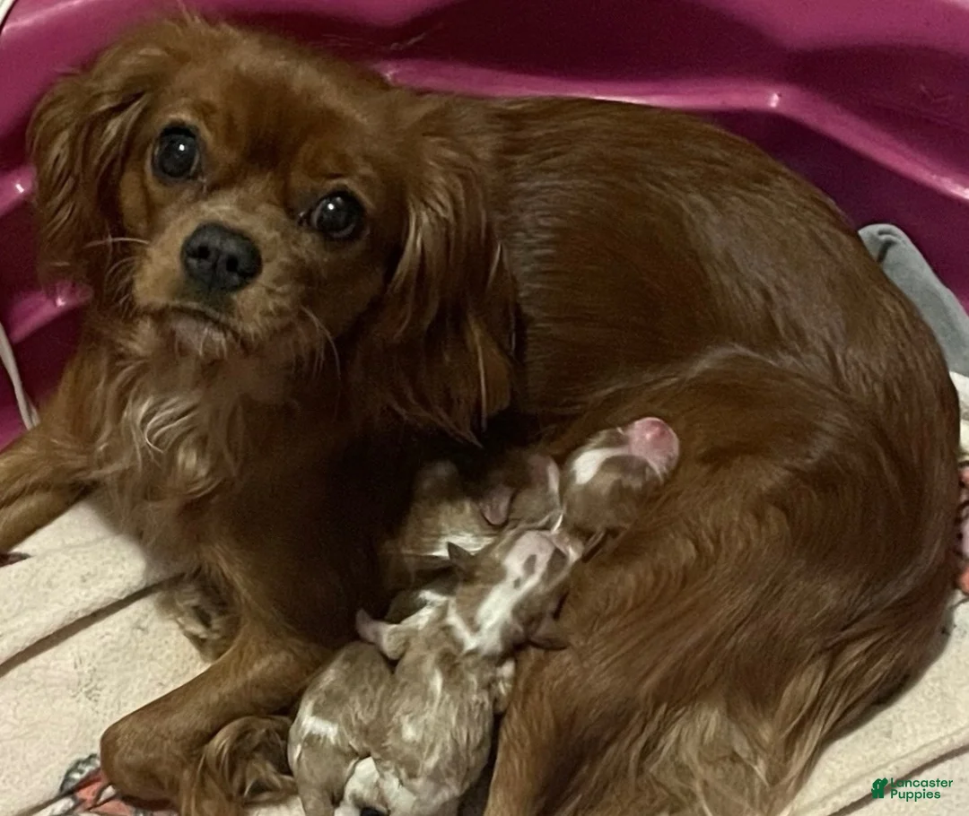 Cavalier King Charles Spaniel dogs for sale: AKC MOE - Ad 6