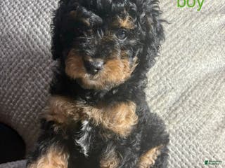 Cavapoo dogs Cavapoo Puppy 6 - Ad 34