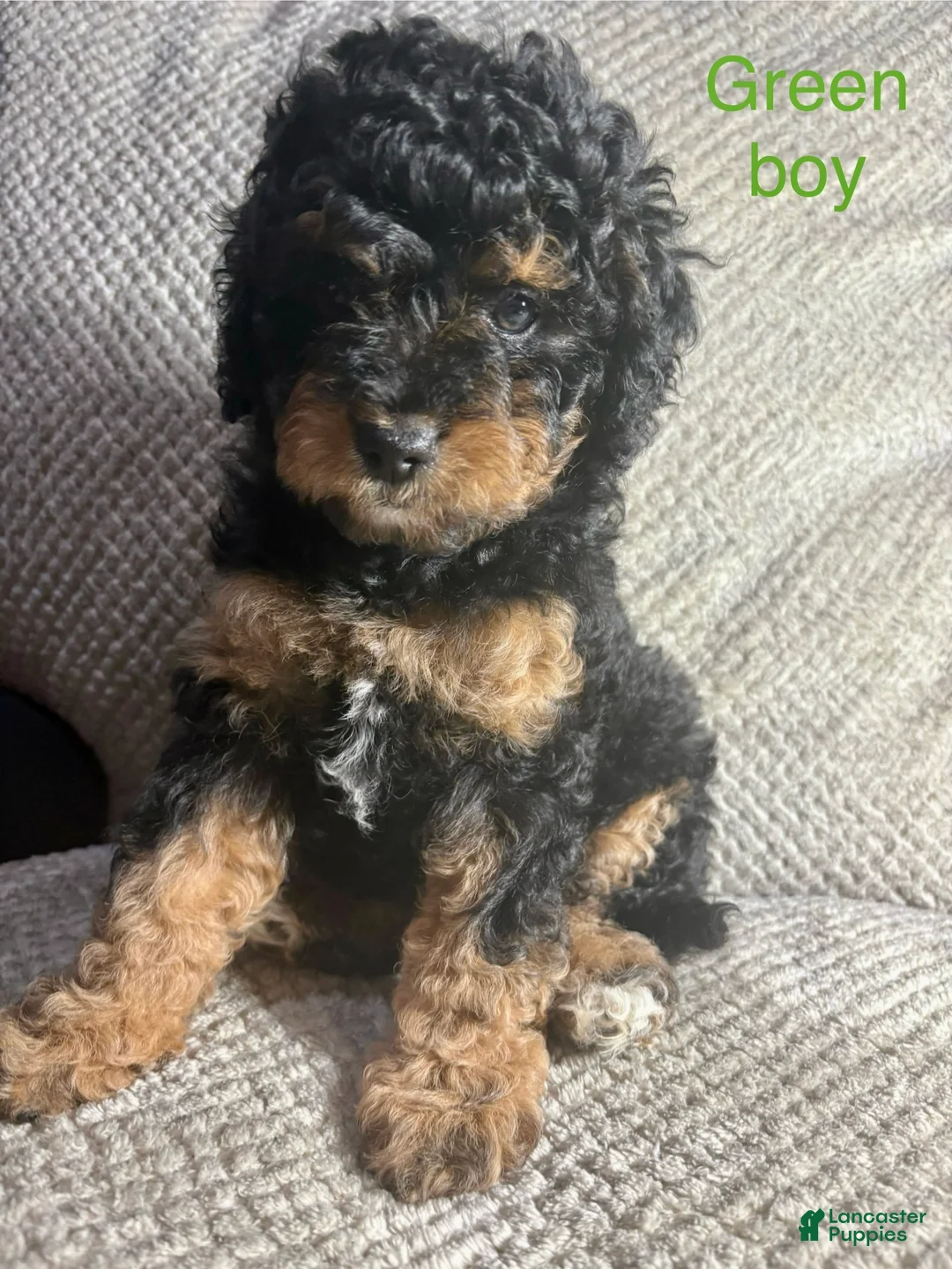 Cavapoo dogs for sale: Cavapoo Puppy 6 - Ad 1