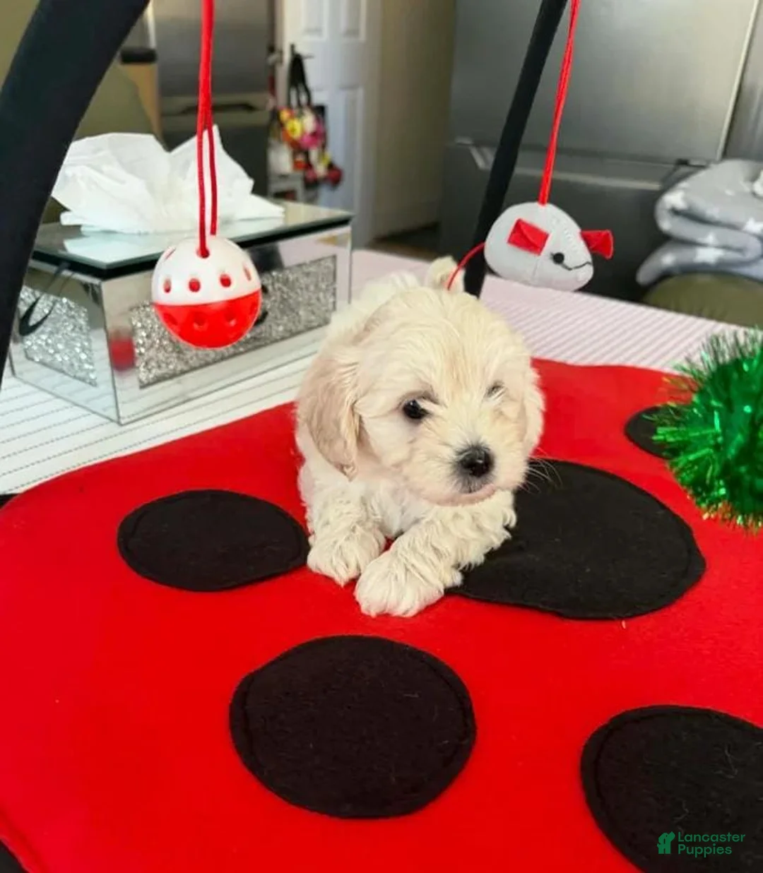 Maltipoo dogs for sale: Kira - Ad 1