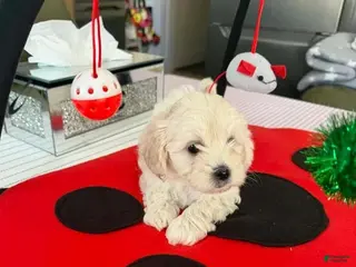 Maltipoo dogs Kira - Ad 41