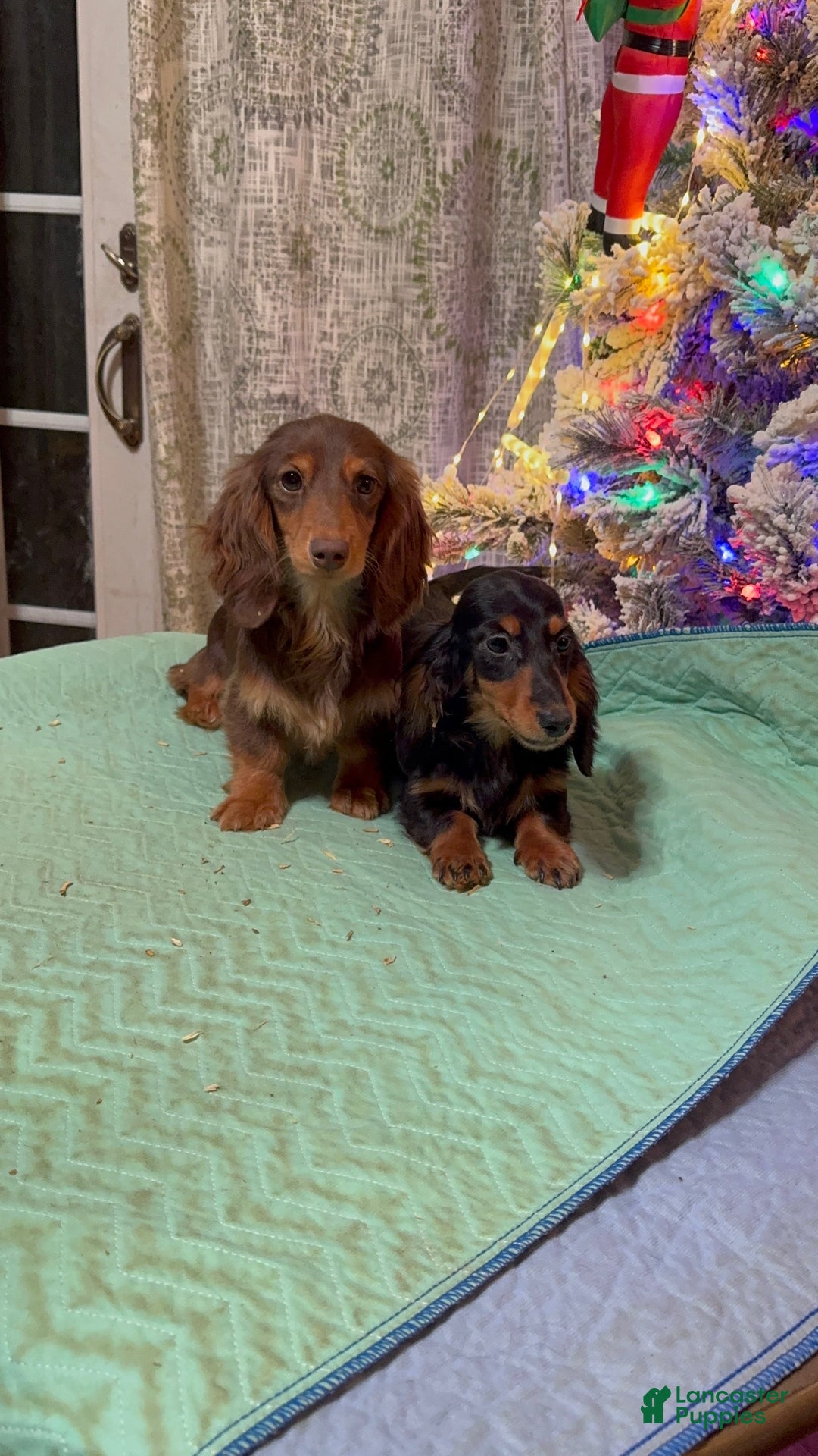 Miniature Dachshund dogs for sale: Ch imports - Ad 13