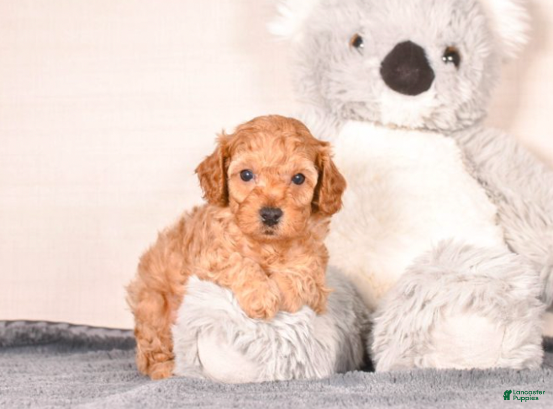 Cavapoo dogs for sale: Sam - Ad 3