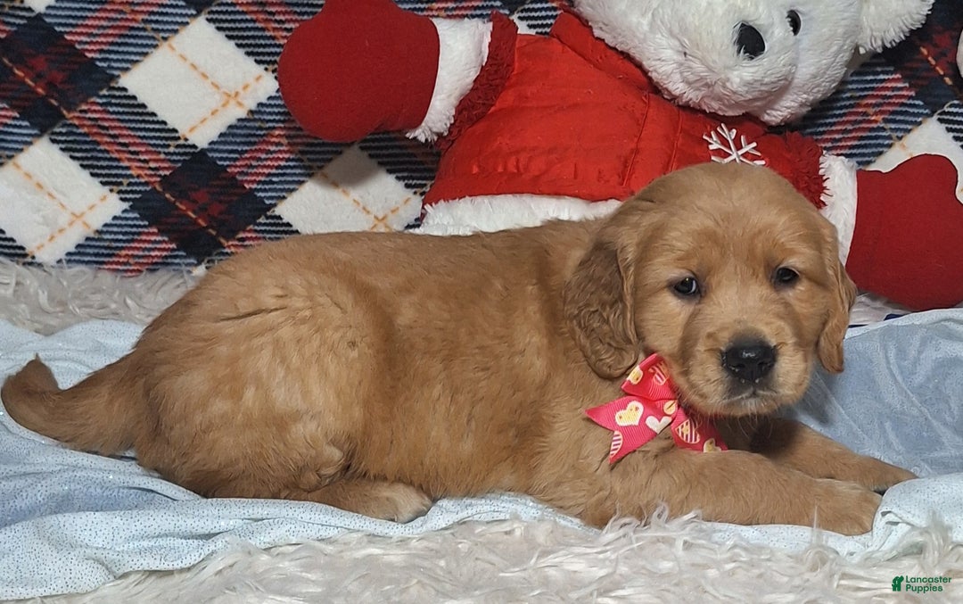 Golden Retriever dogs for sale: Allison - Ad 3
