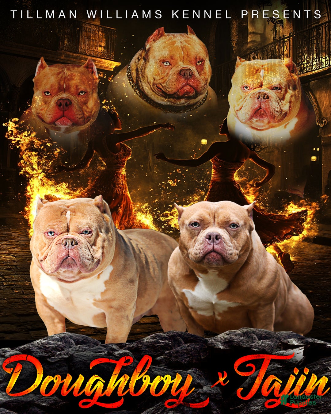 American Bully dogs for sale: Lilac Merle Female - Ad 6