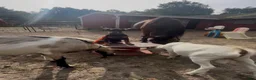 Doberman Pinscher dogs for sale: gemma - Ad 8