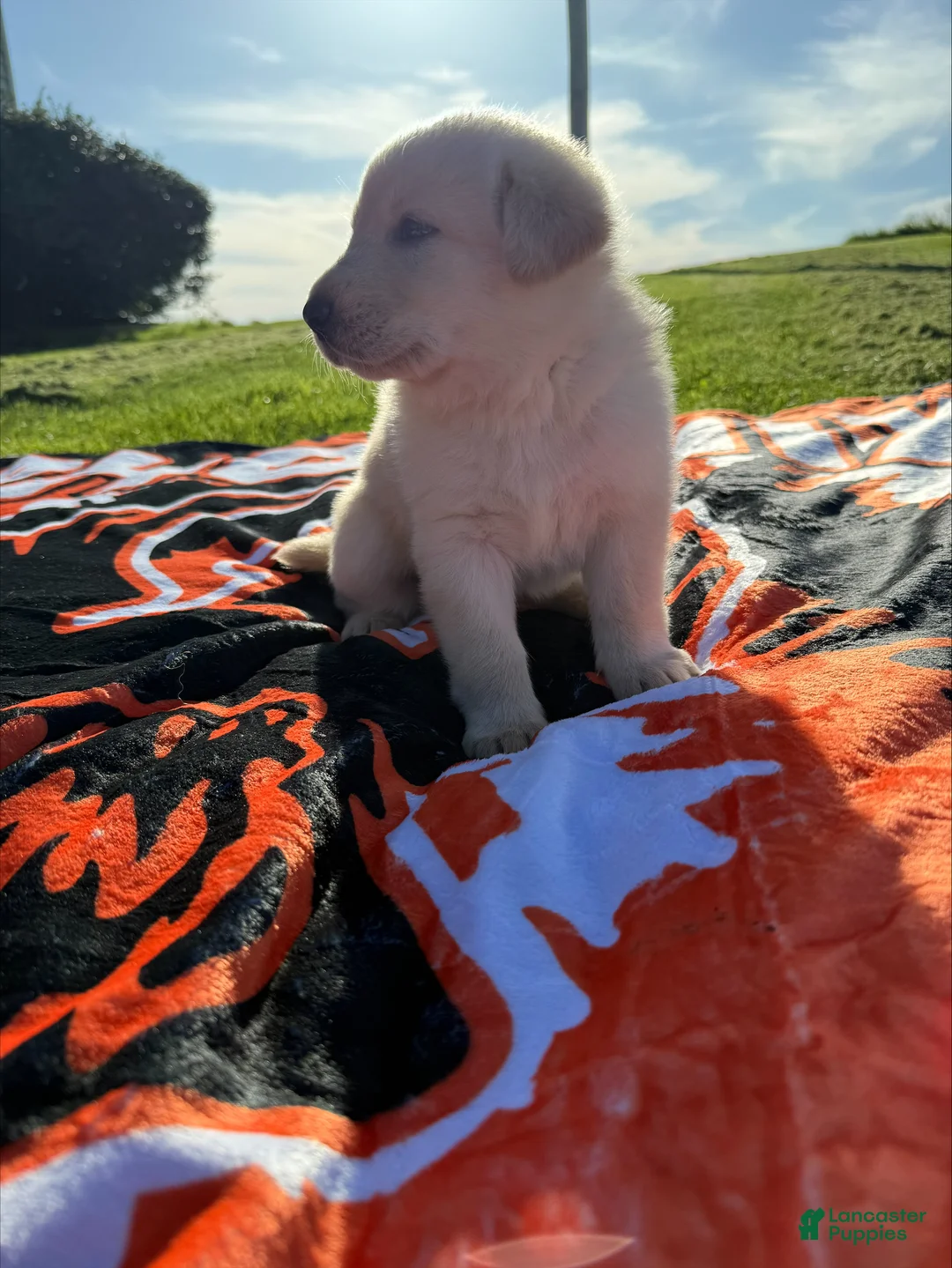 Sheprador dogs for sale: Marshmallow - Ad 2