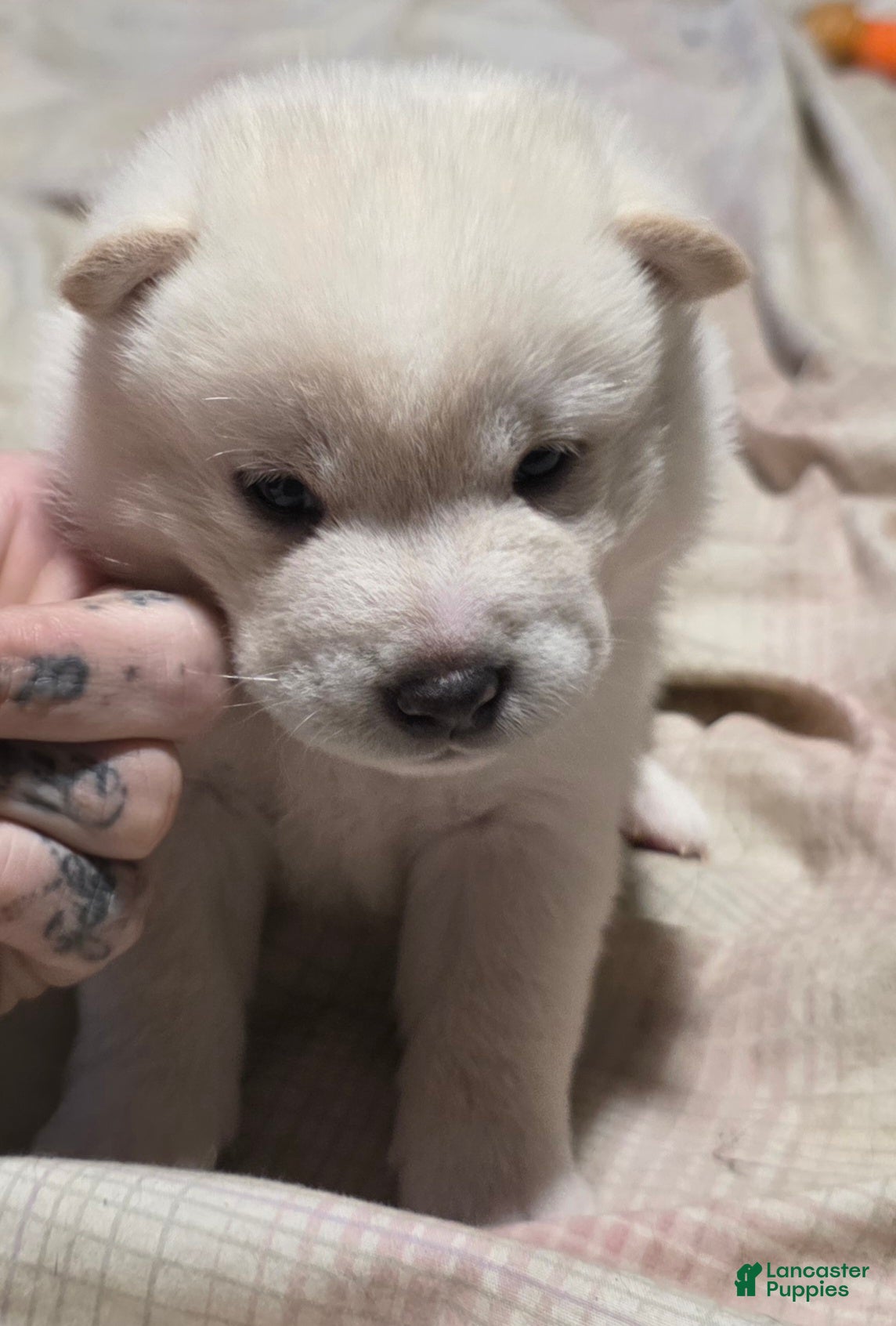 Shiba Inu dogs Shiba Inu Puppy 2 - Ad 1