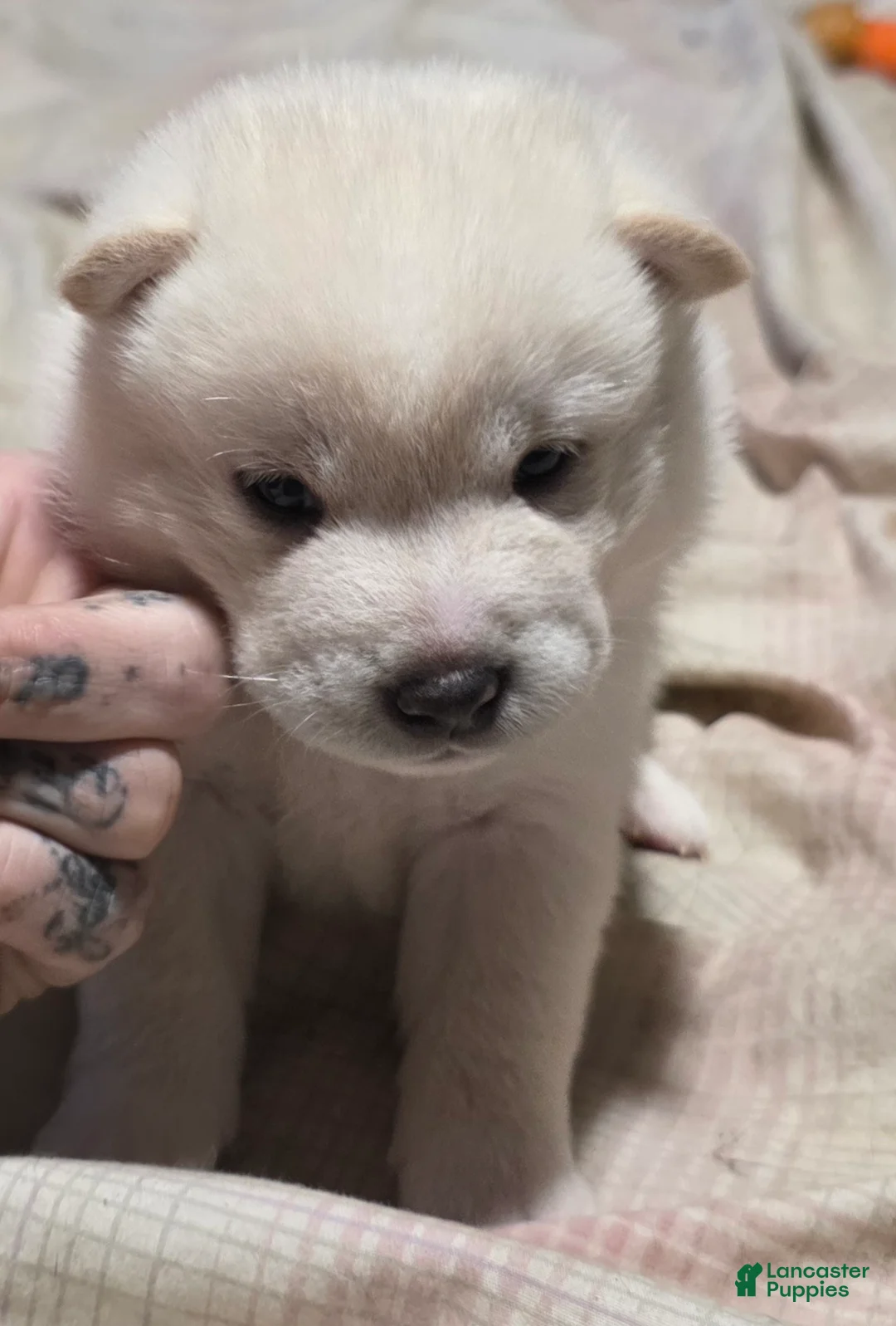 Shiba Inu dogs for sale: Shiba Inu Puppy 2 - Ad 1