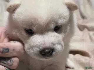 Shiba Inu dogs for sale: Shiba Inu Puppy 2 - Ad 3