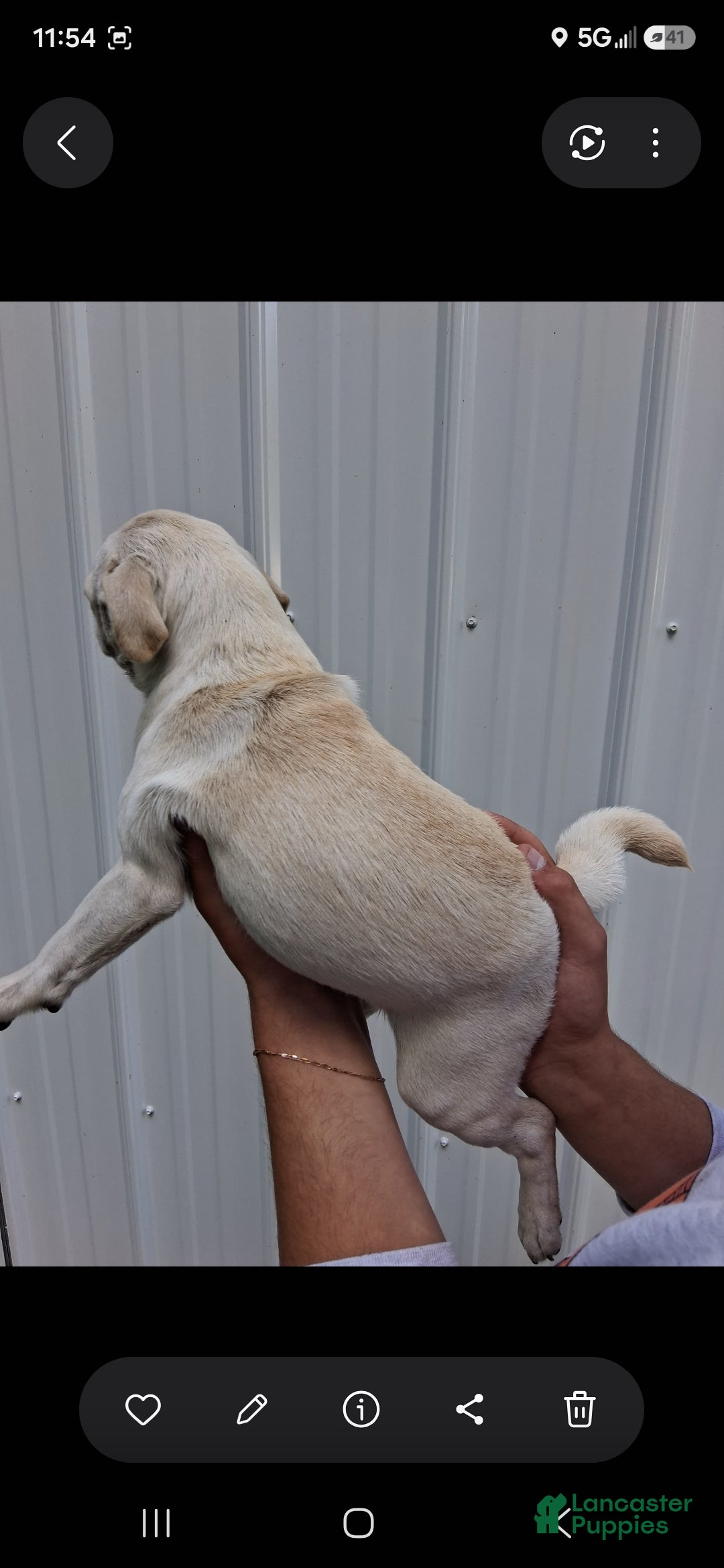 Pug dogs Kami - Ad 2