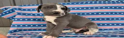 Great Dane dogs for sale: Pringles Great Dane  - Ad 8