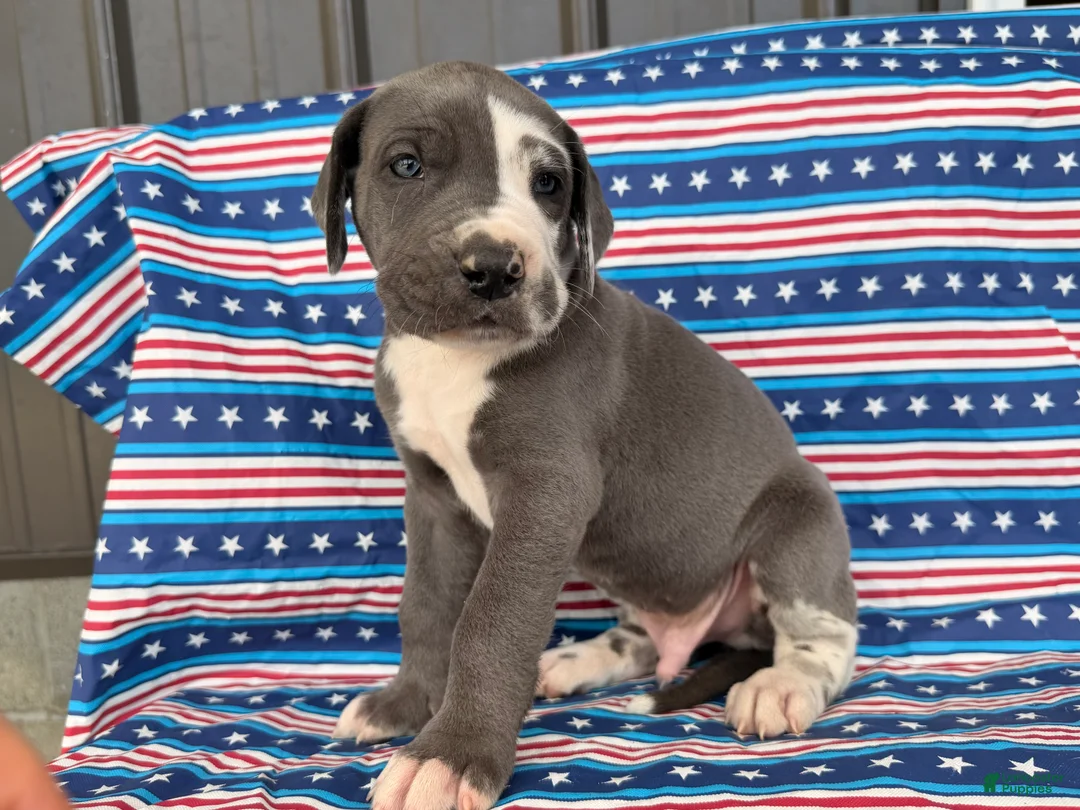 Great Dane dogs for sale: Pringles Great Dane  - Ad 8