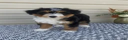 Mini Aussiedoodle dogs for sale: Amber - Ad 5
