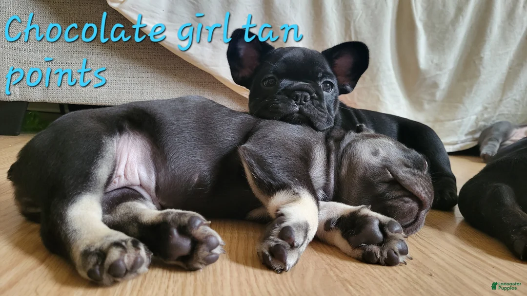 French Bulldog dogs for sale: French Bulldog Puppy 5 - Ad 2