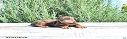 Doberman Pinscher dogs for sale: Thor - Ad 3