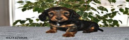 Miniature Dachshund dogs for sale: Stella - Ad 1