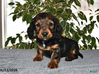 Miniature Dachshund dogs Stella - Ad 25