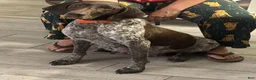 German Shorthaired Pointer dogs for sale: German Shorthaired Pointer 2 - Ad 2