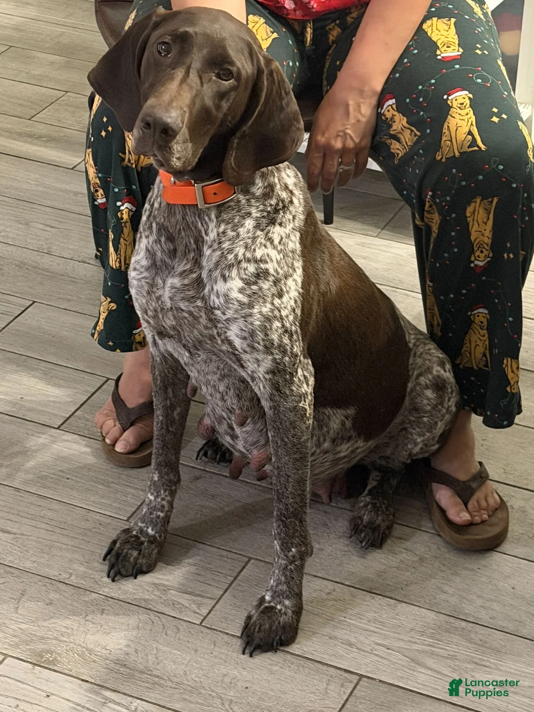 German Shorthaired Pointer dogs for sale: German Shorthaired Pointer 2 - Ad 2