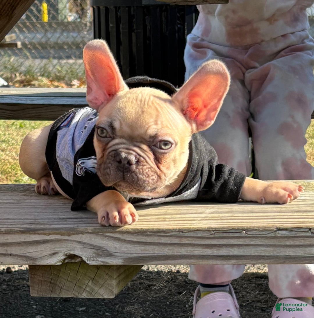 French Bulldog dogs for sale: Dobby - Ad 2