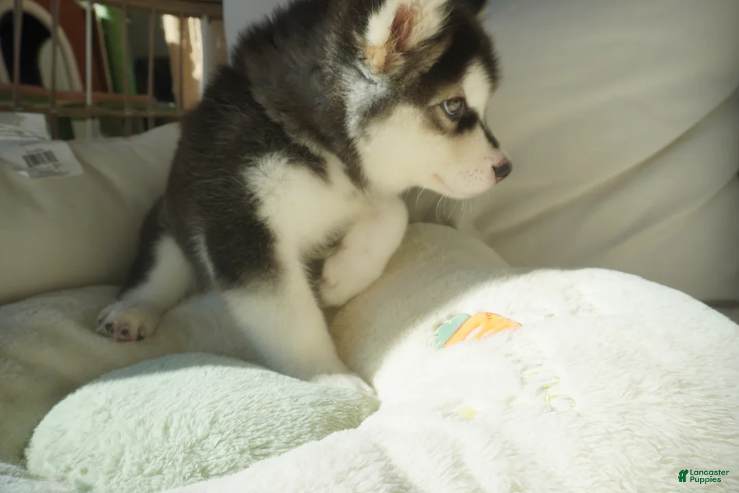 Alaskan Malamute dogs for sale: Saseme - Ad 17