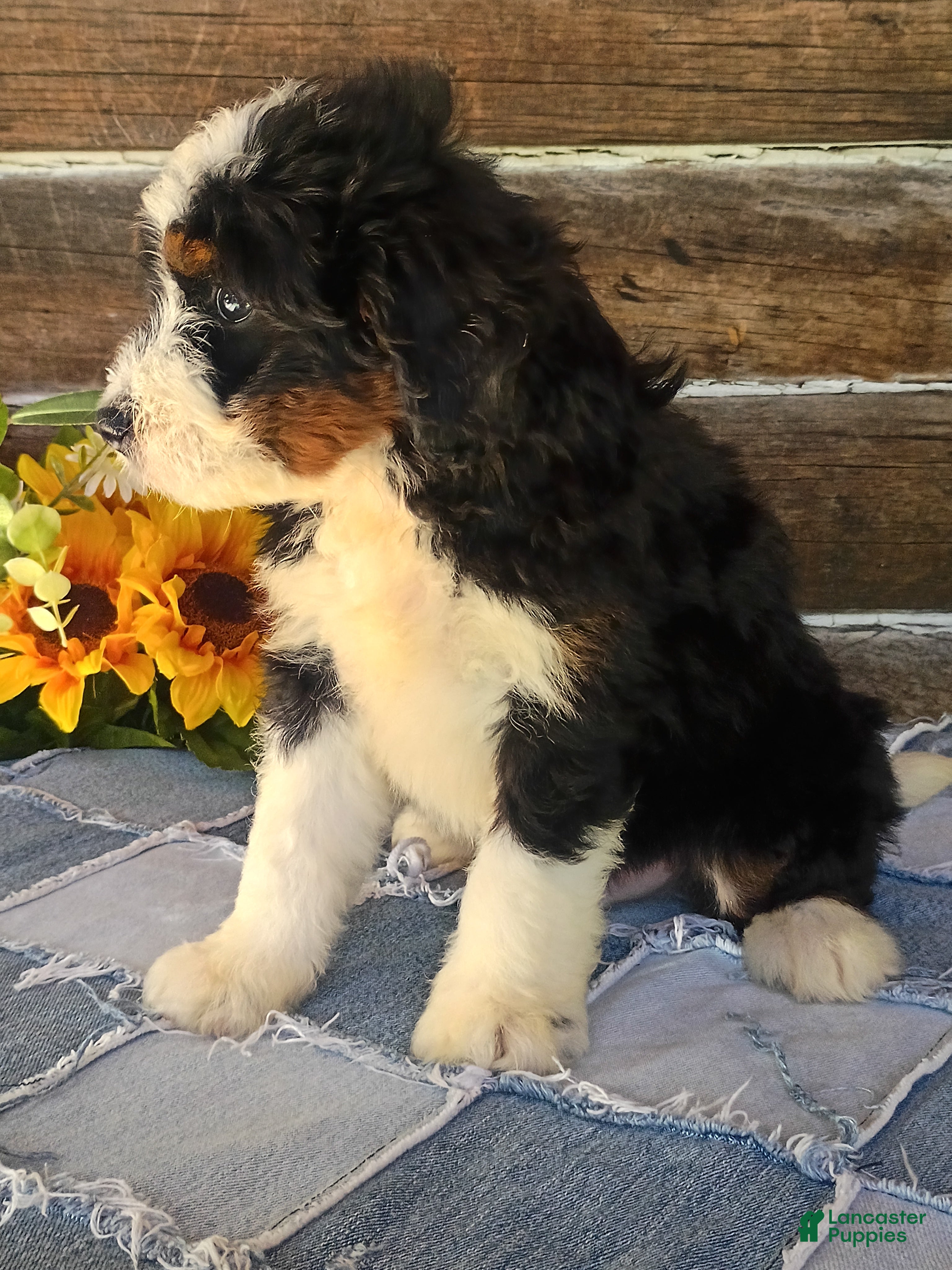 Mini Bernedoodle dogs Mini Bernedoodle 3 - Ad 2