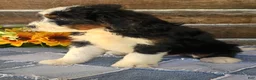 Mini Bernedoodle dogs for sale: Mini Bernedoodle 3 - Ad 2