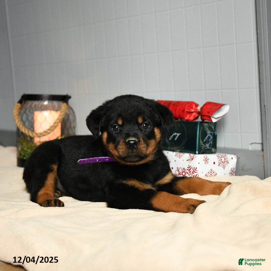 Rottweiler dogs Fudge - Ad 14