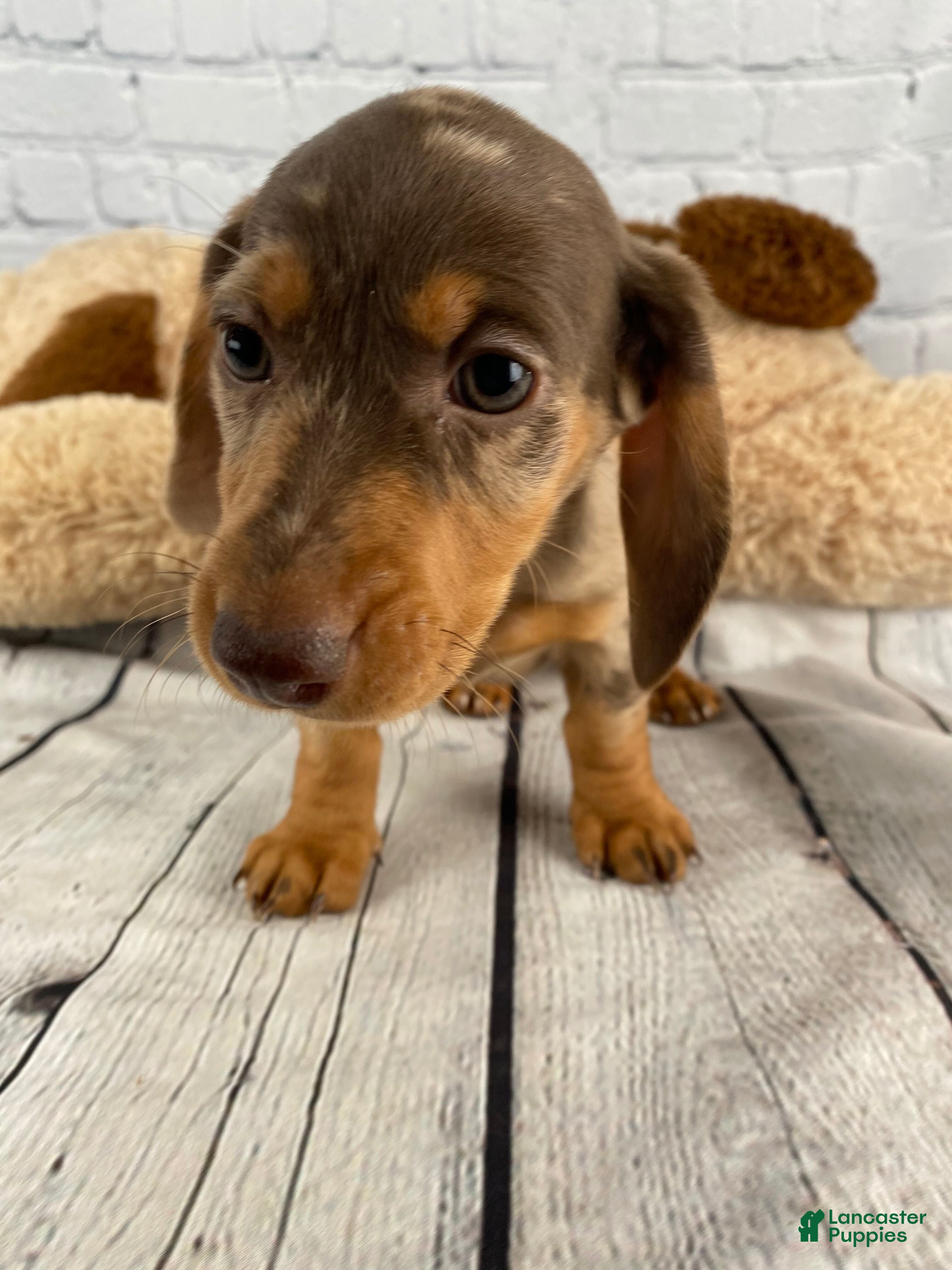Miniature Dachshund dogs Hailey - Ad 2