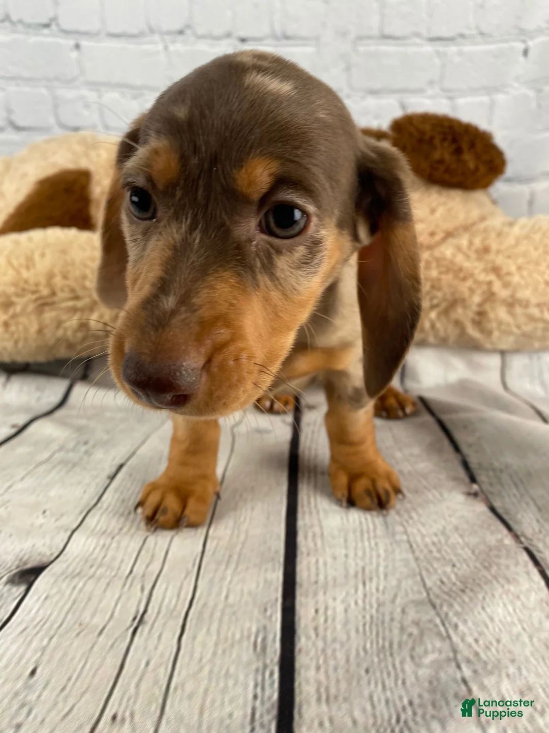 Miniature Dachshund dogs for sale: Hailey - Ad 2