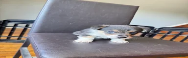Pooch