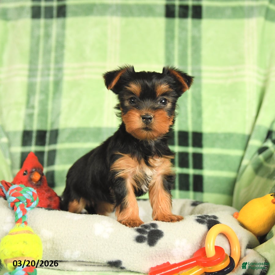 Yorkshire Terrier dogs Minnie - Ad 2